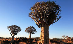 Köcherbäume, in Namibia